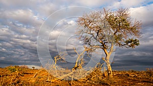 Golden sunrise in the african bush. Glowing Acacia tree hit by sunlight against dramatic sky. Landscape in the Kruger National Par