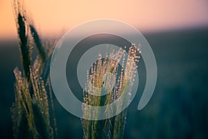 Golden Sunrise Harvest: Summer\'s Abundant Grain Fields