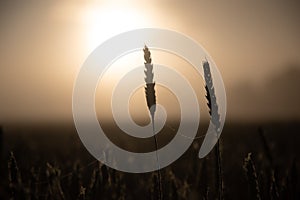 Golden Sunrise Harvest: Summer\'s Abundant Grain Fields