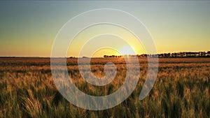 Golden sunrise landscape over field, wheat field lit by sunlight, planting