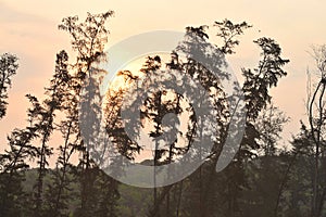 Golden Sunrise over Hills and Row of Casuarina - Whistling Pine - Trees