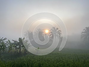 Golden Sunrise Over Misty Tropical Rice Fields photo