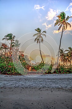 Golden sunrise over palm trees on the beach in Port Royal