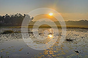 Golden sunrise over waterlily pond