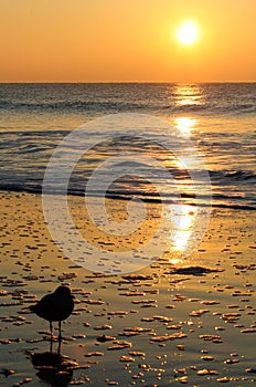 Golden Sunrise Seagull Myrtle Beach