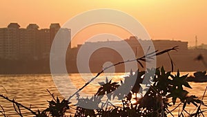 Golden sunset through the clouds in the treetops. Golden sunset. Golden sunset, silhouette of trees on the river. Yellow sun setti