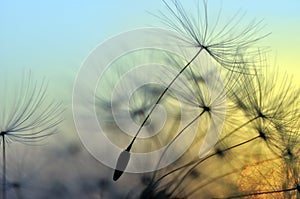 Golden sunset and dandelion