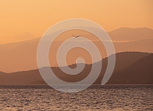 Golden sunset and floating seagull on calm Aegean Sea on island of Evia, Greece