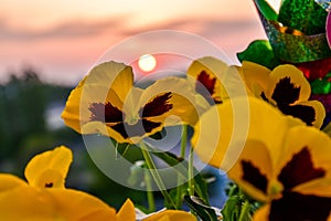 Golden Sunset Glow on Primroses