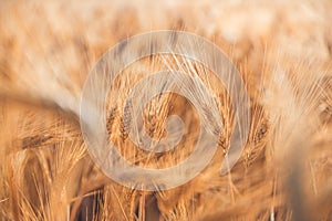 Golden sunset light ripe wheat against blurred meadow agricultures field background.