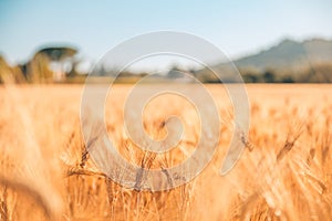 Golden sunset light ripe wheat against blurred meadow agricultures field landscape background.