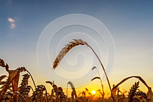 Golden sunset over field with harvest. Ukraine agriculture field