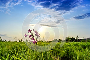 Golden sunset over flowering summer meadow with blossoming flowers. Picturesque summer landscape - beauty of nature