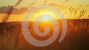 Golden sunset over grassy field