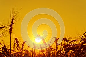 Golden sunset over harvest field