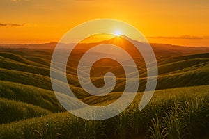 Golden Sunset Over Rolling Sugarcane Fields AI-GENERATED
