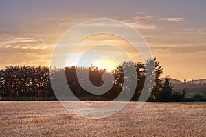 Golden sunset over sustainable crops of wheat in an open agricultural field during harvest season on a farm with copy