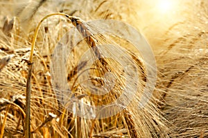 Golden sunset over wheat field