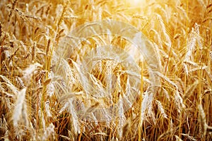 Golden sunset over wheat field.