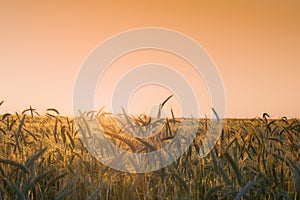 Golden sunset over wheat field