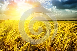 Golden sunset over wheat field