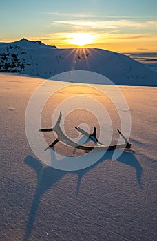 Golden sunset with reindeer antlers lying in the snow