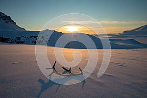 Golden sunset with reindeer antlers lying in the snow