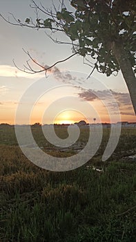 Golden sunset on the ricefield