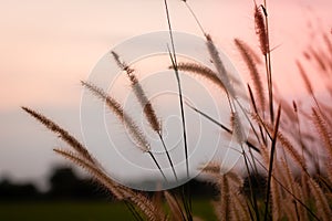 Golden Sunset Serenade: Wild Grasses in Vintage Glory