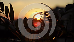 Golden sunset sunbeam through the palm tree branches. Vacation and relax concept