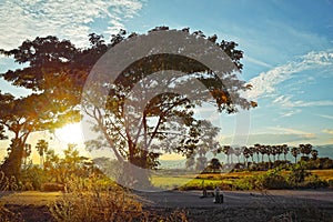 Golden sunset through tree