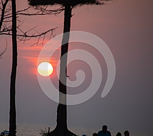 Golden sunset with tree silhoutte in GOA