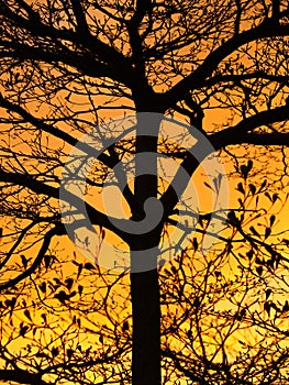 Golden Sunshine and Beautiful Silhouette of Tree
