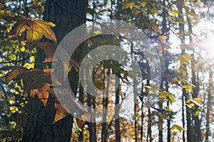 Golden Sunshine in the Forest with Autumn Foliage 