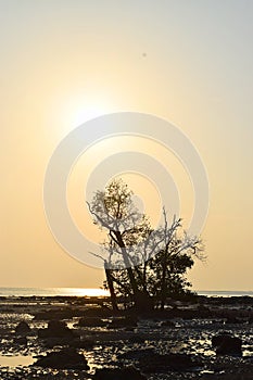 Golden Sunshine - Landscape with Bright Sunlight, Single Tree, Rocky Beach and Clear Sky