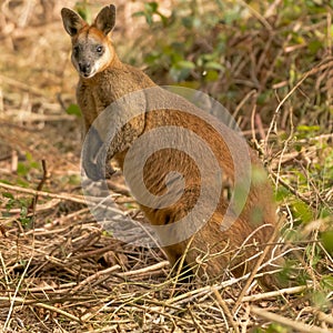 Golden swamp wallaby, marsupial native to Australia\'s wetlands and bush.