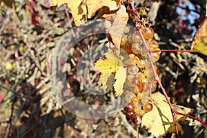 Golden sweet grapes on a vine among golden leaves in autumn in the sun