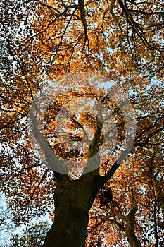 golden sycamore trees in autumn