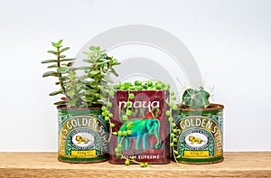 Golden syrup and tea tins used for succulent plants on shelf, repurpose and  upcycle to reduce waste