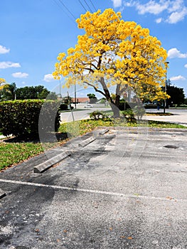 Golden tabebuia tree