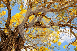 Golden tabebuia tree in bloom & blue sky