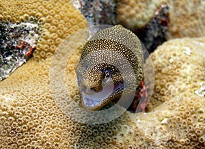 Golden Tail Moray Eel