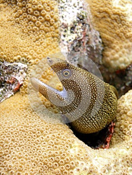 Golden Tail Moray Eel photo