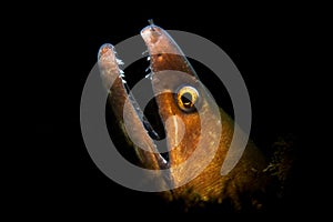 Golden Tail Moray in the Spotlight in West Palm Beach, Florida