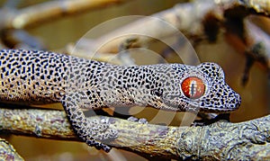Golden-tailed gecko (Strophurus taenicauda
