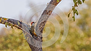 Golden-tailed woodpecker  Campethera Abingoni sitting on a tree, Ongava Private Game Reserve  neighbour of Etosha, Namibia.