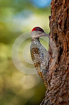 Golden-tailed Woodpecker - Campethera abingoni species of bird in the family Picidae, red head bird with yellow or gold tail