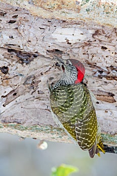 Golden-tailed Woodpecker creating holes photo