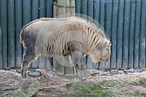 Golden Takin