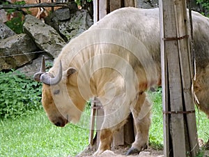 Golden takin